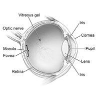 Diagram of an Eye