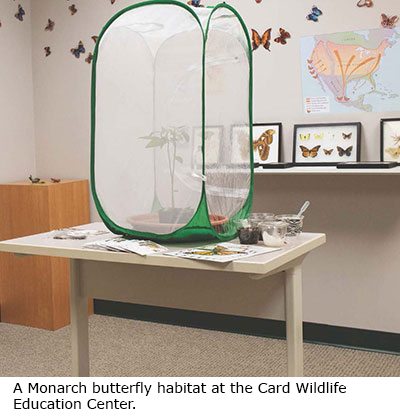 A Monarch butterfly habitat at the Card Wildlife Education Center