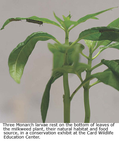 Milkweed is were the Monarch larvae thrive
