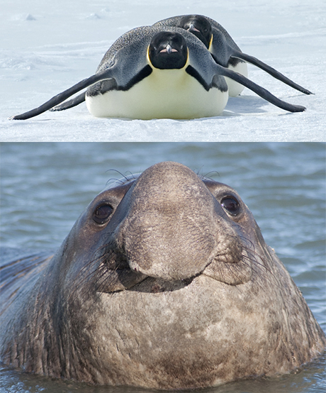 Faces from the Southern Ocean