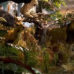 African Animals