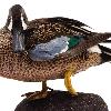 Blue Winged Teal