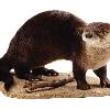 Northern River Otter