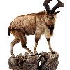 Markhor