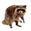 Northern Raccoon