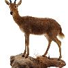 Mountain Reedbuck