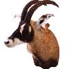 Roan Antelope