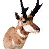 Pronghorn