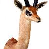 Gerenuk