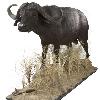 African Buffalo