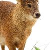 Chinese Water Deer