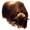 Muskox