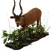 Sitatunga