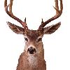 Columbia Black Tailed Deer