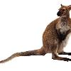 Red Necked Wallaby