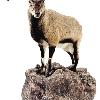 Himalayan Blue Sheep