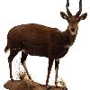 Bushbuck