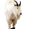 Mountain Goat