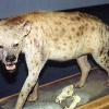 Spotted Hyena