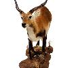 Lechwe