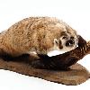 American Badger