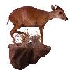 Red Flanked Duiker