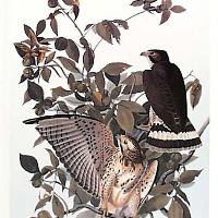 Broad Winged Hawk