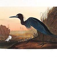 Little Blue Heron