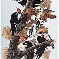 Pileated Woodpecker