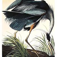 Great Blue Heron