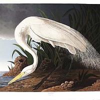 Great Egret