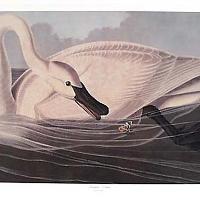 Trumpeter Swan