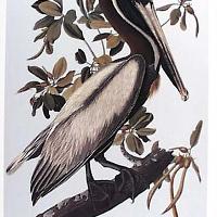 Brown Pelican