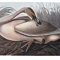  Trumpeter Swan Young