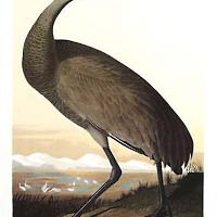 Sand Hill Crane