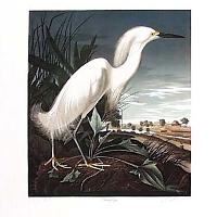 Snowy Egret