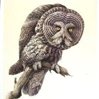 Great Grey Owl