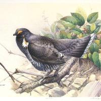 Blue Grouse