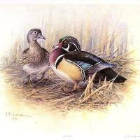 Wood Ducks