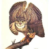 Great Horned Owl