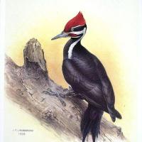 Pileated Wood Pecker