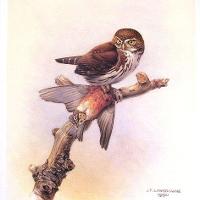 Pygmy Owl