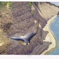 Peregrine