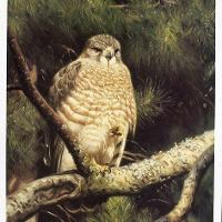 Broad Winged Hawk