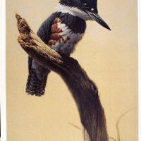 High Point - Belted King Fisher