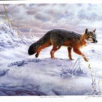 Swift Fox - Great Plains Winter