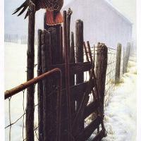 Boarderline - Red Tail Hawk