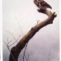 Wet Spring - Saw Wet Owl