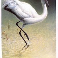 Flood Plain - Wooping Crane