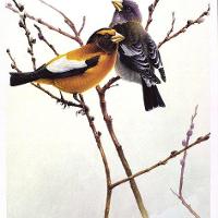 April Willow - Evening Grosbeak